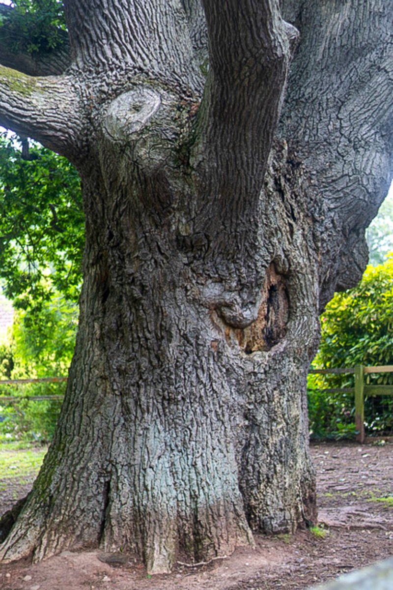 pmj_photos's tweet photo. A mighty oak in Devon, UK. Centuries in the making. Its trunk tells a tale in every ridge and fold.
#ThickTrunkTuesday @arborsmarty @keeper_of_books #TreeClub #AncientOak #QuercusRobur #Trees #DevonTrees https://t.co/tGM4Ky3c21