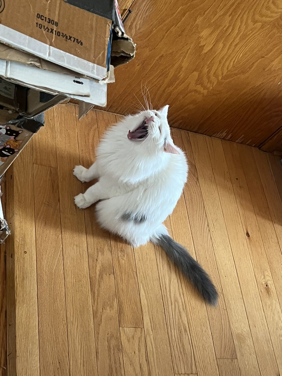 Treats into the mouth meow.