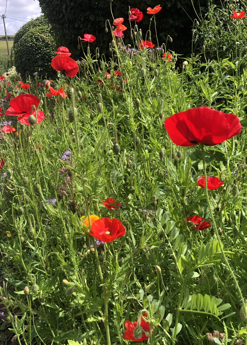 Day 16 #30DaysWild Noticing … a wonderful wildflower verge …