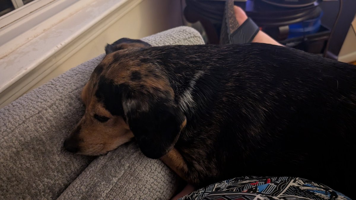 WatchMeBeBadAt's tweet photo. So I got caught up at work and it looks like tonight is the night I'm missing this week 😞 we'll see you tomorrow for DS2 Completion Run Finale! Pic of dog as apology: https://t.co/9ZCc80QjNs