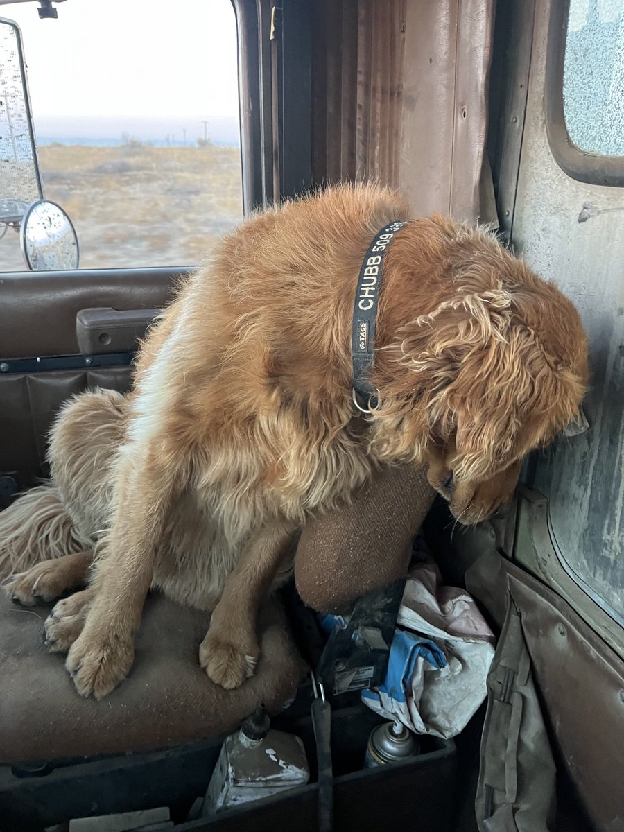 SmithCari's tweet photo. @EchoesFromND Here’s Chubb, tired of harvest last fall 😂 https://t.co/mah2twrqRy