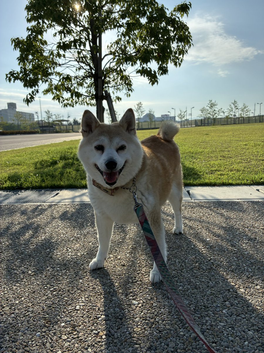 おはようございます。
6月17日（火）晴れ🌤️
今日も暑くなりますよって朝です。
朝散歩から汗だく💦
水分補給などして熱中症には気をつけないと！
ゆるりと1日よろしくお願いいたします。