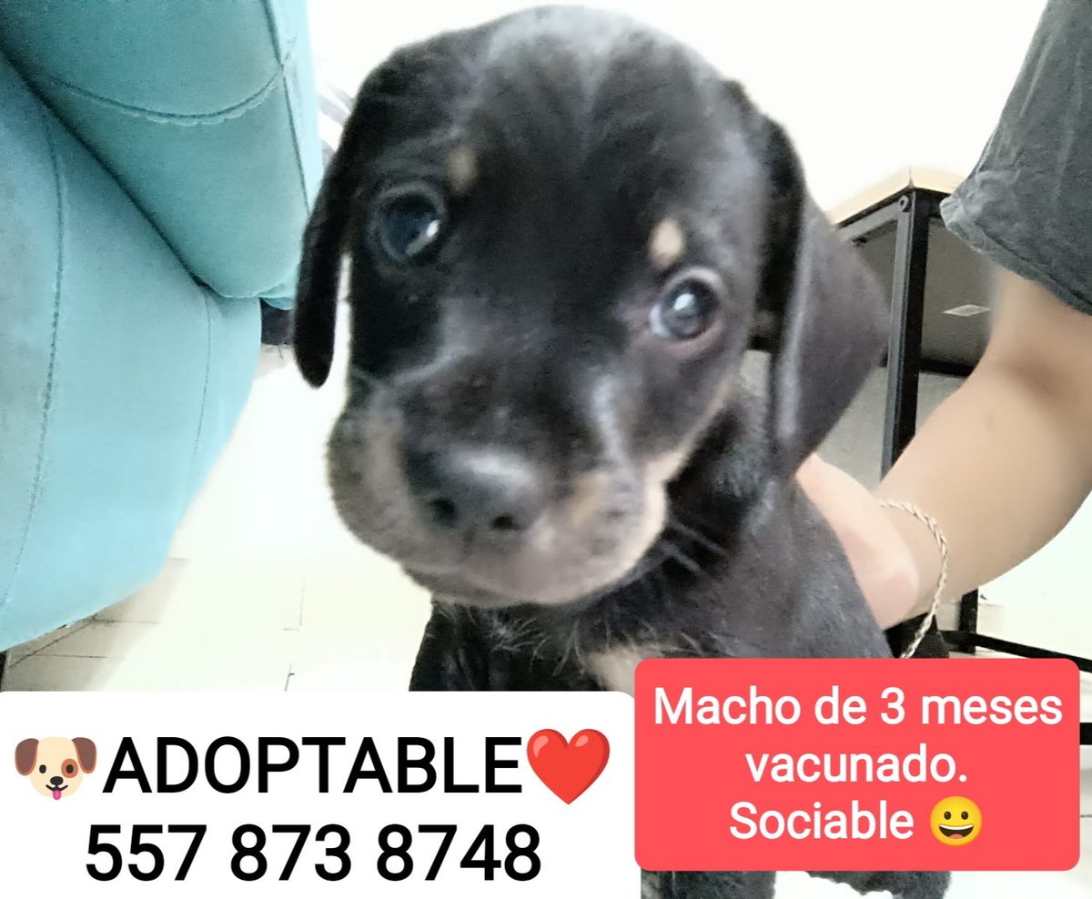 Fabiola (@akyoshi09) on Twitter photo <a href="/Uriel66689314/">Uriel</a> <a href="/nydiacervera/">Nydia Cervera</a> <a href="/Marilu86053/">Marilú 💕🐘🐘🐘💕 🇲🇽</a> <a href="/addy_pink/">Pinky</a> <a href="/U_PLATEROS/">UH Plateros</a> <a href="/antymob/">Miss Anty Mobarak</a> <a href="/mtz_tt/">B€TT¥ ツ</a> <a href="/DaliaMRocha/">Yaya Rocha</a> <a href="/EYACAR65/">EYA</a> <a href="/EsEstra/">A L I 🐾</a> <a href="/lasaguis/">lasg</a> <a href="/LETICIA777/">LETICIA TORRES</a> <a href="/Negra_start/">Ⓝⓔⓖⓡⓐ</a> <a href="/JohannaLizalde/">Johanna Lizalde</a> <a href="/rumabo1/">Pata perruna 🐾🐾</a> <a href="/MARLENE_STAHL/">MARLENE 🦋</a> <a href="/Hera_Sea/">★ FRECDA, CAPÍTULO SAN LUIS POTOSÍ</a> <a href="/Vivalyk/">♓⭐🍒 Bárbariux 🍒⭐❤&💫</a> <a href="/hidra881/">Teresa Velazquez Rodriguez</a> <a href="/duky1107/">Claudia</a> <a href="/pip/">Phil</a> <a href="/CasLaaU/">Soy Lau. 💜🍉</a> <a href="/MxActivista/">🐾ActivistaMX🌎</a> <a href="/1pantonio/">Antonio Palacios: Las mujeres no tienen pene</a> <a href="/raquelgarzac/">raquel garza</a> <a href="/iztalccihuatl/">Mary Sandoval 6476❤**</a> <a href="/gllgina1/">Gina..🌷</a> <a href="/Froggieland/">Anny Reyes</a> <a href="/zzamor_animais/">Maria José - Animais</a> <a href="/Lacasadelsalchi/">La casa del perro Salchicha CDMX</a> <a href="/SOSsalchichas/">Salchibukis …🆘 salchichas al rescate</a> <a href="/mariana_rizo/">Mariana Rizzo</a> <a href="/mayumiguillen/">Mayú Guillén 🇲🇽🇺🇦</a> <a href="/Pattygb5/">Pattygb 🇲🇽</a> Sorry, este es el pequeño para difusión y la otra es una camada, también en adopción.😁
Son muchos, me hago pelotas. <a href="/Uriel66689314/">Uriel</a> <a href="/nydiacervera/">Nydia Cervera</a> <a href="/Marilu86053/">Marilú 💕🐘🐘🐘💕 🇲🇽</a> <a href="/addy_pink/">Pinky</a> <a href="/U_PLATEROS/">UH Plateros</a> <a href="/antymob/">Miss Anty Mobarak</a> <a href="/mtz_tt/">B€TT¥ ツ</a> <a href="/DaliaMRocha/">Yaya Rocha</a> <a href="/EYACAR65/">EYA</a> <a href="/EsEstra/">A L I 🐾</a> <a href="/lasaguis/">lasg</a> <a href="/LETICIA777/">LETICIA TORRES</a> <a href="/Negra_start/">Ⓝⓔⓖⓡⓐ</a> <a href="/JohannaLizalde/">Johanna Lizalde</a> <a href="/rumabo1/">Pata perruna 🐾🐾</a> <a href="/MARLENE_STAHL/">MARLENE 🦋</a> <a href="/Hera_Sea/">★ FRECDA, CAPÍTULO SAN LUIS POTOSÍ</a> <a href="/Vivalyk/">♓⭐🍒 Bárbariux 🍒⭐❤&💫</a> <a href="/hidra881/">Teresa Velazquez Rodriguez</a> <a href="/duky1107/">Claudia</a> <a href="/pip/">Phil</a> <a href="/CasLaaU/">Soy Lau. 💜🍉</a> <a href="/MxActivista/">🐾ActivistaMX🌎</a> <a href="/1pantonio/">Antonio Palacios: Las mujeres no tienen pene</a> <a href="/raquelgarzac/">raquel garza</a> <a href="/iztalccihuatl/">Mary Sandoval 6476❤**</a> <a href="/gllgina1/">Gina..🌷</a> <a href="/Froggieland/">Anny Reyes</a> <a href="/zzamor_animais/">Maria José - Animais</a> <a href="/Lacasadelsalchi/">La casa del perro Salchicha CDMX</a> <a href="/SOSsalchichas/">Salchibukis …🆘 salchichas al rescate</a> <a href="/mariana_rizo/">Mariana Rizzo</a> <a href="/mayumiguillen/">Mayú Guillén 🇲🇽🇺🇦</a> <a href="/Pattygb5/">Pattygb 🇲🇽</a> Sorry, este es el pequeño para difusión y la otra es una camada, también en adopción.😁
Son muchos, me hago pelotas.