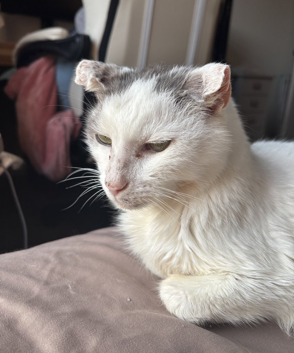 🌈 choweder the Gargoyle King tweet media