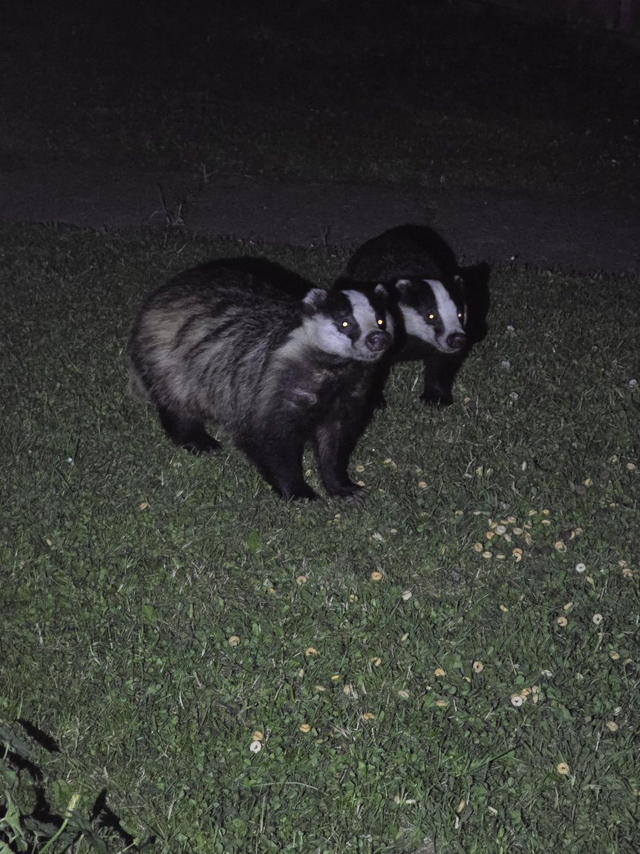 conrad gerrard (@conradgerrard) on Twitter photo Taken just now in my front garden.
<a href="/carryonretired/">Father Jack for Europe #FPBE</a> I've cut my grass just for you 🤣😂 Taken just now in my front garden.
<a href="/carryonretired/">Father Jack for Europe #FPBE</a> I've cut my grass just for you 🤣😂