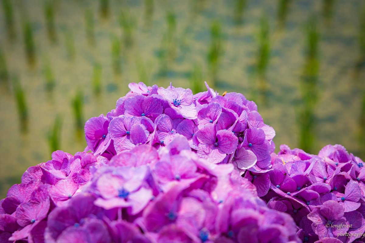 daisu1973's tweet photo. 紫陽花

#キリトリセカイ 
#ファインダー越しの私の世界 
#写真が好きな人と繋がりたい
#カメラが好きな人と繋がりたい
#紫陽花 
#あじさい 
#写真の奏でる私の世界 
#キリトリノセカイ 
#空のある風景 
#写真撮ってる人と繋がりたい https://t.co/8SnWmXH83K