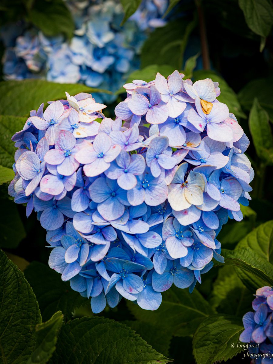 daisu1973's tweet photo. 紫陽花

#キリトリセカイ 
#ファインダー越しの私の世界 
#写真が好きな人と繋がりたい
#カメラが好きな人と繋がりたい
#紫陽花 
#あじさい 
#写真の奏でる私の世界 
#キリトリノセカイ 
#空のある風景 
#写真撮ってる人と繋がりたい https://t.co/8SnWmXH83K