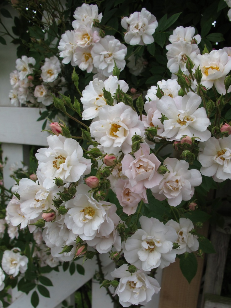 ᅠ ᅠ (@greendreaams) on Twitter photo 