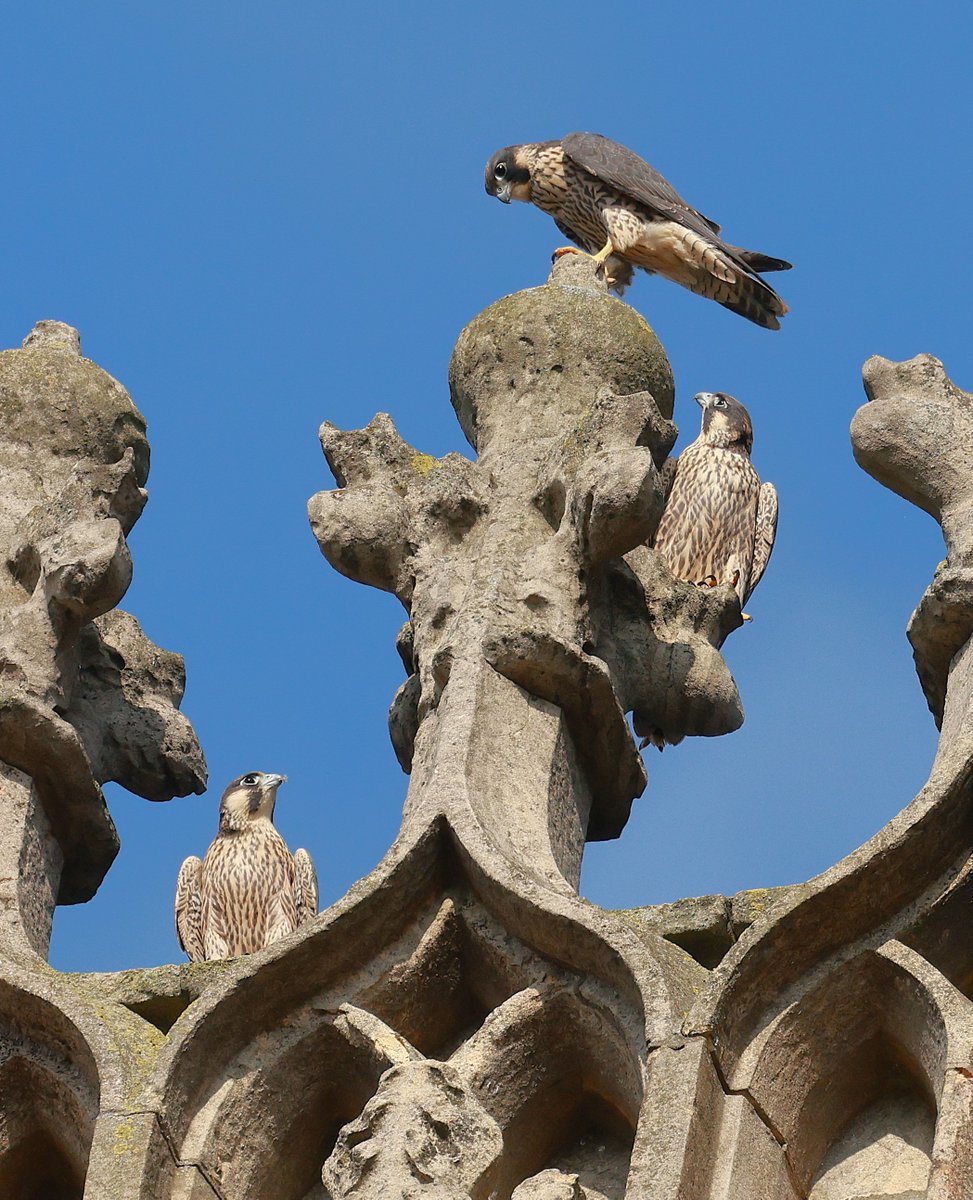 Lincoln Cathedral.
3 tough youngsters having a get together in the warm evening sunshine.