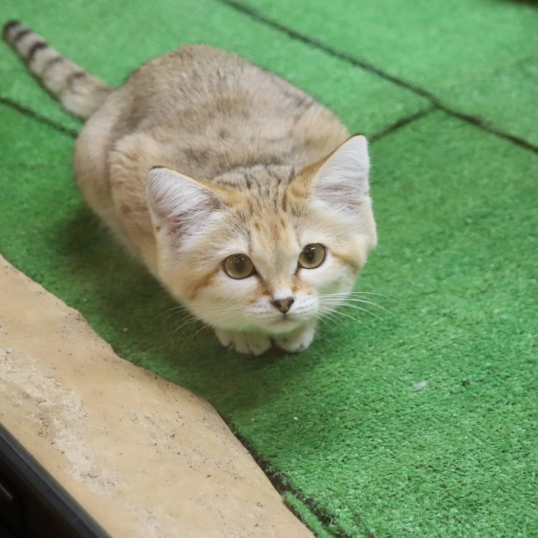 quirky lil guy machine (@sandcatbot) on Twitter photo 