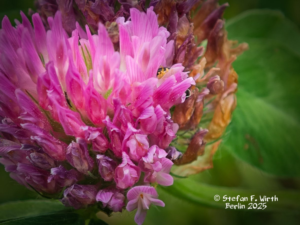 wirthstef's tweet photo. About the #redclover #Trifolium #pratense (#Faboideae), its #biology and #ecology and its #parasites with special reference to the #beetle #Tychius #picirostris (#Curculionidae), its #evolved #resistance against #pesticides on white clover fields in Oregon (USA) and its first time report to appear in #China with overview over the chinese #speciesdiversity in the same #genus.
Red clover is native from #Europe towards India, Mongolia and parts of North Africa. The species was meanwhile additionally introduced almost worldwide due to human activities.
The plant grows wild in rich #meadows with relatively high nutrient content. The roots reach meters deep into the soil. The red clover overwinters as a #hemicryptophyte, meaning that the above-ground portion of the vertical root sprouts again in the spring.
The clover species is also cultivated by humans for various reasons. It is a good #fodderplant for grazing livestock. However, it is also a good preparer of better, more nutrient-rich #soil in #agriculture. This is due, among other things, to the fact that the red clover is associated with #symbiotic #bacteria (#Rhizobia) in the rhizomes of the roots, which are able to fix elemental nitrogen from the environment by converting it into amino acids. It is also used mixed with other clover and plant species as a substitute for maize in biogas facilities.
Red clover can have parasites, for example beetles of the Curculionidae, such as Tychius picirostris, which is tied to various clover species, or Tychius #stephensi, which is specifically associated with red clover. They can be serious agricultural pests.
My attached photos show T. picirostris on red clover in #Berlin, which can be identified by the six segments on its antennal funiculus.
Tychius picirostris is associated with various clover species and is native to Europe. Due to human introduction, it is now also commonly found in North America. In Central Europe, the #adults actively appear on clover beginning in spring and continuing throughout the summer months. Previously, they overwintered as adults in hiding places near suitable food plants. The adult beetles feed on the flowers and foliage of the clover. The #larvae, however, develop inside the #seedpods and feed on the seeds, thus causing damage to agricultural crops.
According to G. Tiwari et al. (2024), Tychius picirostris in populations of white clover fields in western Oregon (USA) exhibits resistance to certain pesticides, which can be attributed to #evolutionaryadaptations to long-term pesticide treatment. This resistance is against the active ingredients bifenthrin and malathion, with a particularly strong resistance ratio to #bifenthrin. Thus it distinguished the Oregon beetles from the comparison population from Canada.
According to the authors, the resistance is based on the presence of phase I and II detoxification #enzymes in the beetles of the Oregon populations, which enable metabolic resistance to bifenthrin. The results represent a systematic challenge for agriculture and are also interesting from an evolutionary biological perspective.
The authors C. Jiang et al. (2020) examined the species diversity of the beetle genus Tychius Germar, 1817 occurring in China in the form of a taxonomic inventory. Thirty-five #species were identified, of which only 14 were previously known to occur in China. T. picirostris is among the 18 species identified for the first time in China through this study. The authors described three species as new species: T. tachengicus, T. obrieni, and T. zhangi.
© #StefanFWirth Berlin June 2025
References:
Tiwari G, et al. (2024):
https://t.co/0szOCsPVMG
C. Jiang, R. Caldara & R. Zhang (2020):
https://t.co/wytSaxZHHn
Photos:
Clover weevil on red clover in vegetation along tram trails near station Seestraße, Berlin, © StefanFWirth 2025