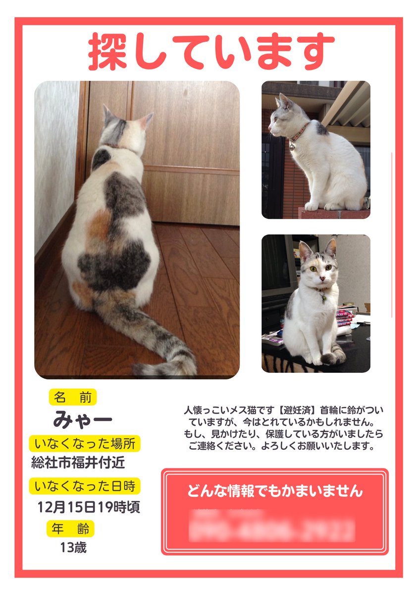 66zD7rrSWa20724's tweet photo. 迷子になって半年たちました。
どんな情報でかまいません。
無事に帰ってきてほしいです。
見かけた方、保護している方、
連絡お願いします。

【総社市の総社宮付近で似た猫の目撃情報が多数ありますが、発見にはいたっておりません】

#迷子猫#迷子#猫#行方不明#総社市
#三毛猫 https://t.co/H7FxchKWtj