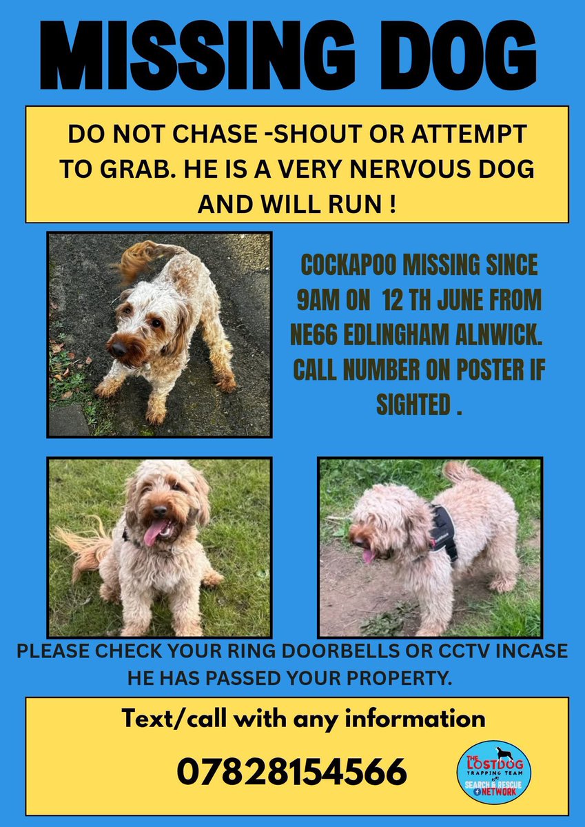rosieDoc2's tweet image. COCKAPOO missing #Alnwick #NE11 
Since 9am 12/6/25 
‼️IF SEEN PLEASE DO NOT CHASE/SHOUT OR ATTEMPT TO GRAB AS HE WILL RUN. HES NOT FROM THE AREA SO IS RUNNING SCARED‼️

@AlnwickGarden @AlnPlayhouse @AlnwickC @AlnwickHour @BitofDecorum @qu1ncey @LisaLisaw1 @NlandLive @RachaelB100