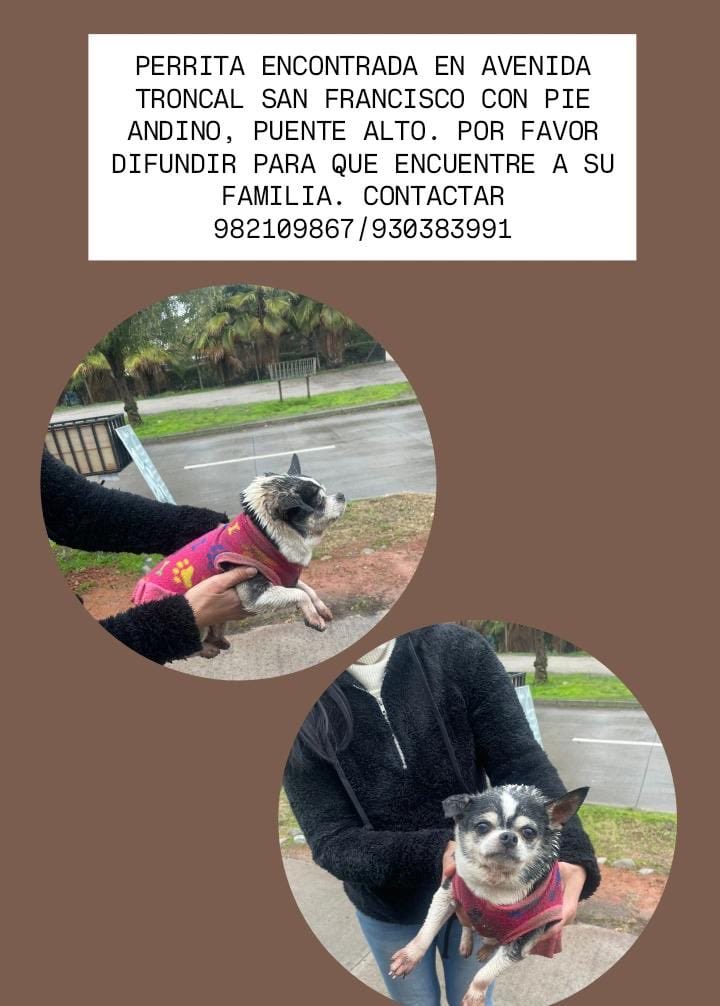 🆘🆘🆘 #PuenteAlto 🙏 Compartír se busca a su familia ⁦<a href="/ppuentealto/">Portal Puente Alto</a>⁩ ⁦<a href="/Se_Me_Perdio/">Mascotas perdidas 🐶😿🍀</a>⁩ 👇