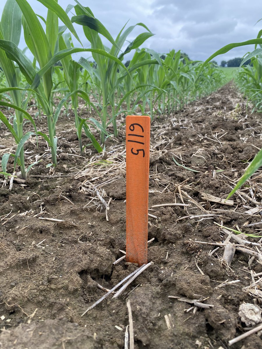 Visited several corn plots in Southwest Illinois today.  We didn’t have an early start, but we have a quality start!  Most of the big hitters like 2208, 6010, 3310, 4112, 4713, 5214, 9916 look great per expectations &amp; we’re very pleased how the new hybrids like 6115&amp; 5813 looked!