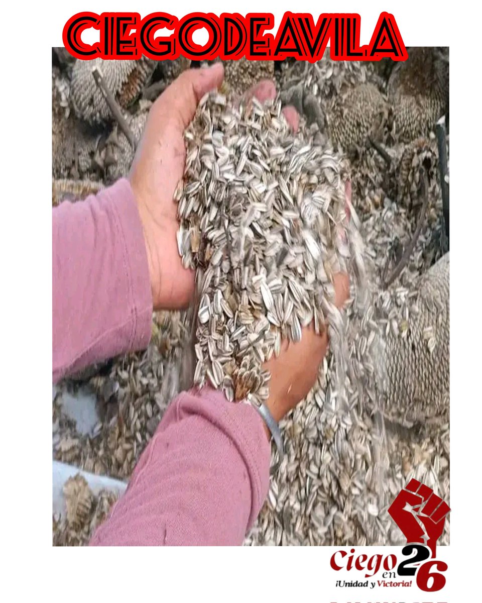 El acopio de las semillas de girasol es prioridad en la Empresa Agropecuaria Bolivia #Cuba #LatirAvileño #CiegoEn26 #SinPerderUnDía