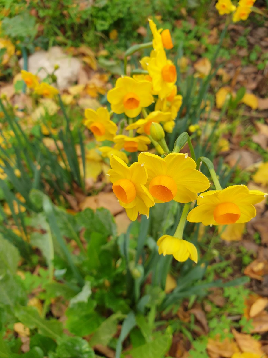 heltweet's tweet image. Good morning #DailyWordleClub
#TalkingTuesday
Sensible 4
Grey morning
Almost the shortest day
Winter Solstice ahead
Good luck 
#Wordle1459 4/6
#Breathe
⬜🟦🟦⬜⬜🕊
⬜🟧🟧⬜⬜😉
⬜🟧🟧⬜⬜🤞
🟧🟧🟧🟧🟧💃
All the gold
Jonquils &amp;amp; Autumn leaves