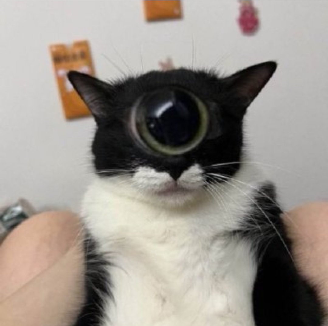 TheDailyCatGuy's tweet image. 