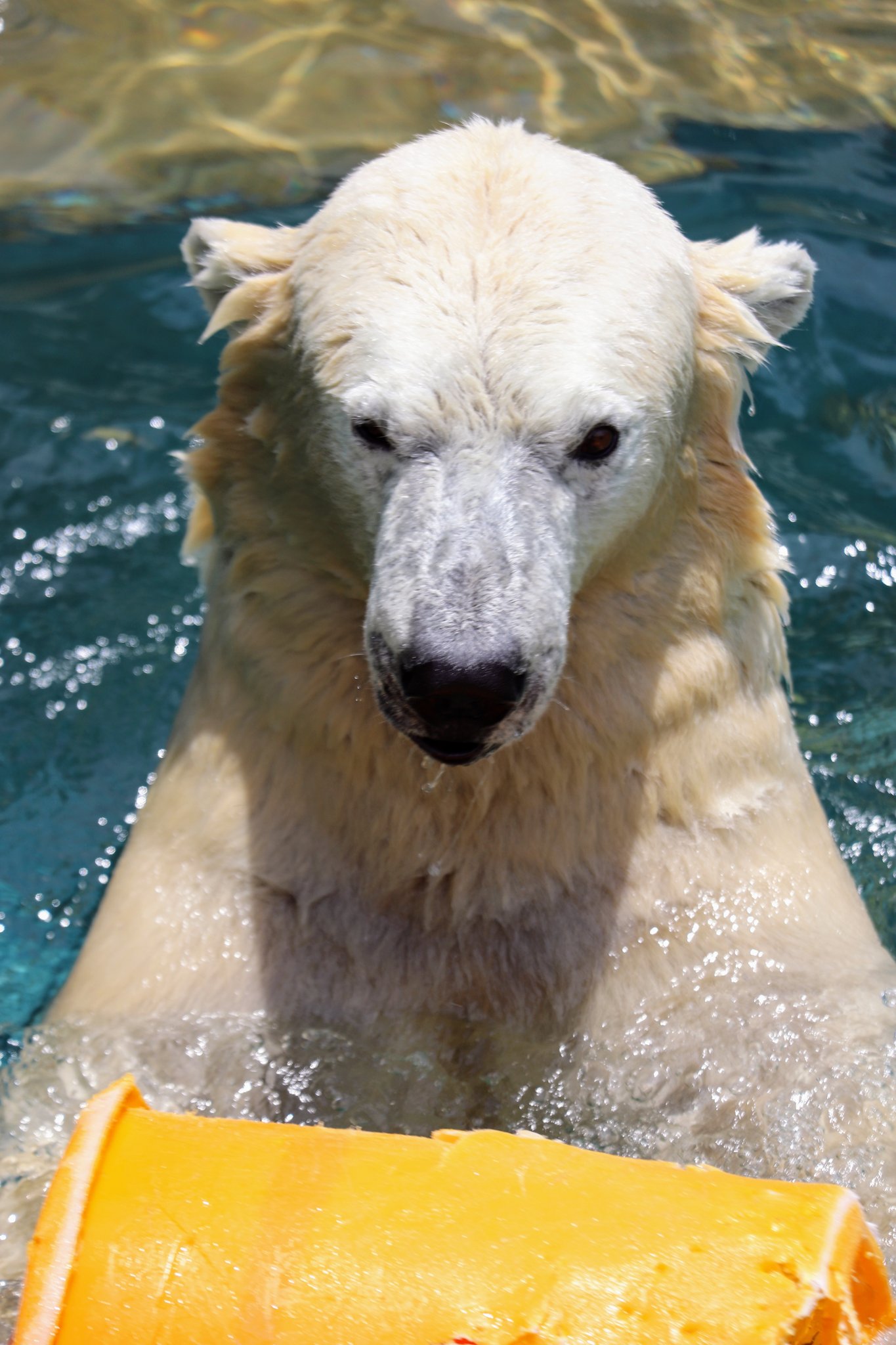 Amazon.co.jp: 豆もやし動物園 野比大熊 : 食品・飲料・お酒