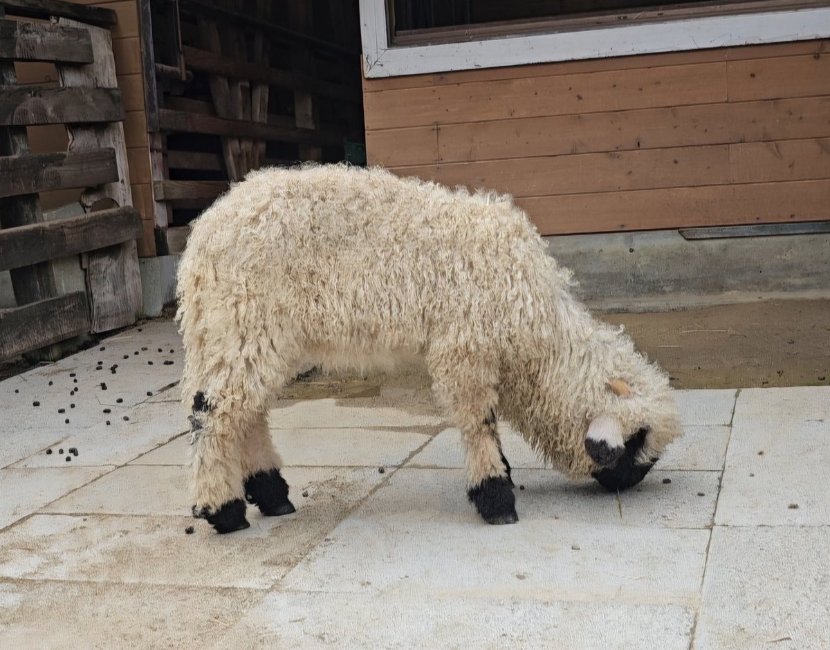 今年生まれの コトちゃん

2025.06
#ヴァレーブラックノーズシープ
#千本松牧場