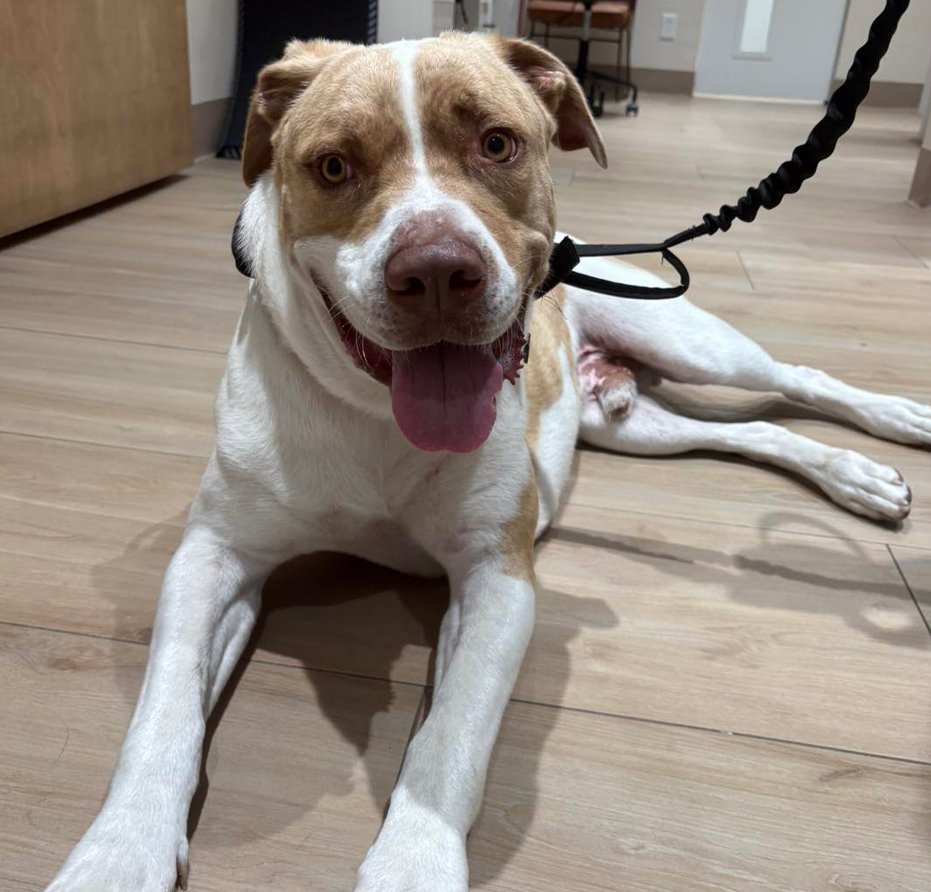 A Million Pets Expected to be Impacted by ICE Deportations! 🐶💔

if you know of someone who has been detained by ICE, and they had PETS, please contact your local rescue animal services! These are family members being left behind/abandoned and they need new homes. These pets