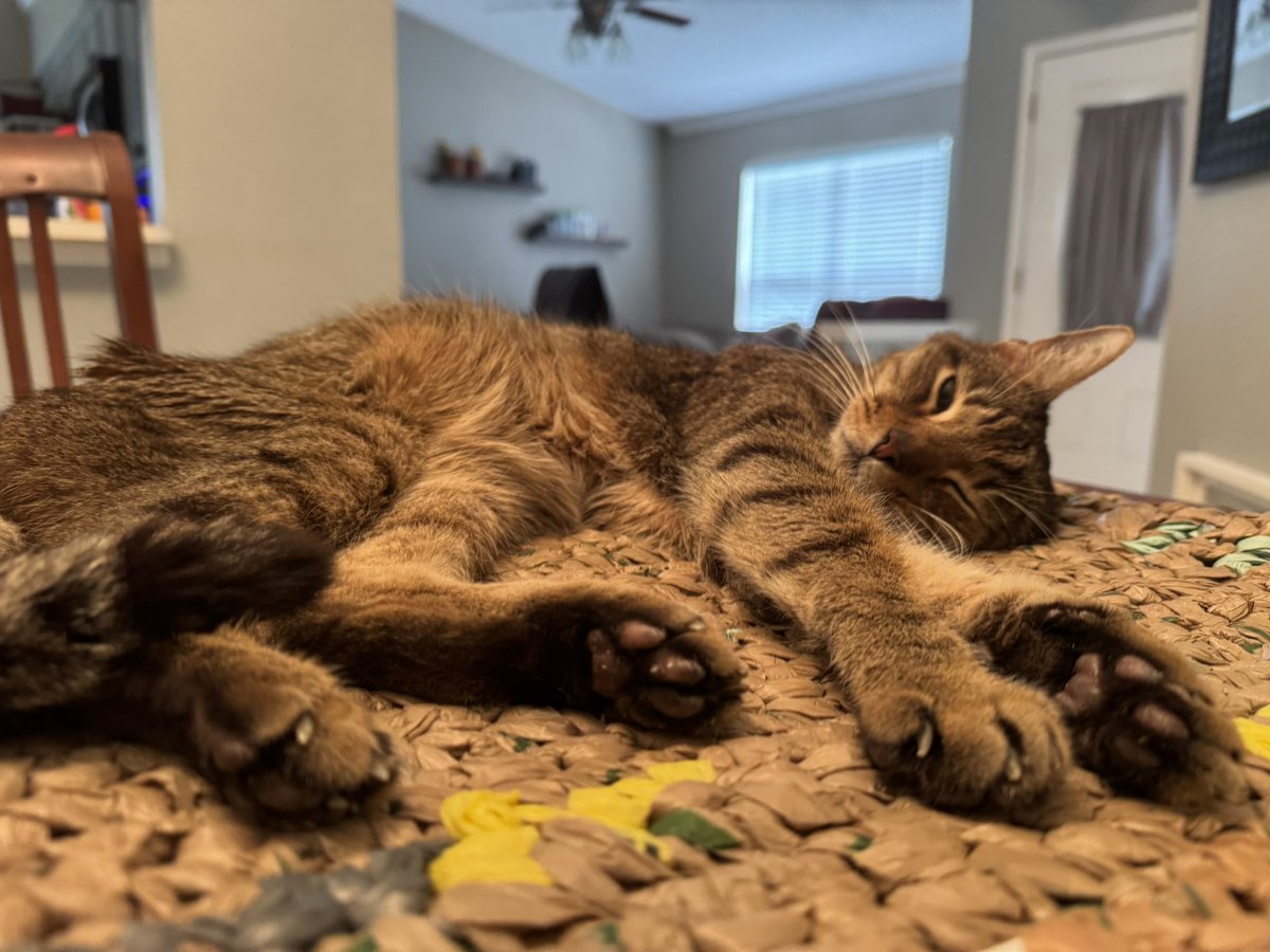 dolbyl's tweet image. #NationalTakeYourCatToWorkDay and he makes it look so easy… #cat #cats