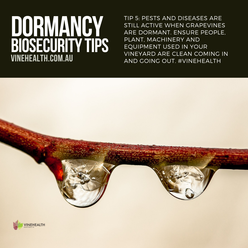 Dormancy Tip #5: Pests and diseases are still active when grapevines are dormant. Ensure people, plant, machinery and equipment used in your vineyard are clean coming in and going out. #Vinehealth