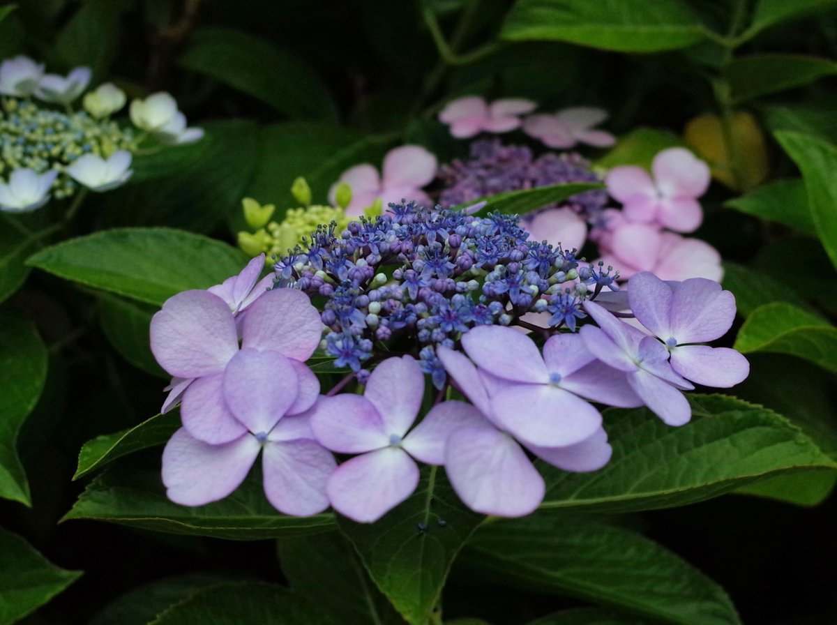 青から紫
様々な色合い
アジサイ