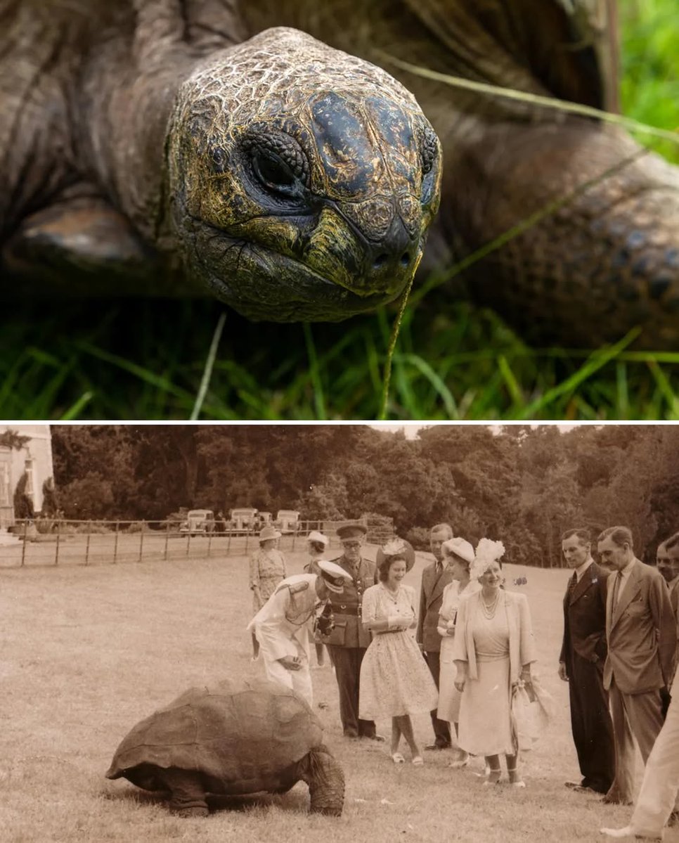 Jonathan is the world’s oldest known living land animal — born around 1832, he’s now 193 years old and lives on the remote island of St. Helena in the South Atlantic.

Originally from the Seychelles, Jonathan was brought to the island in 1882 as a gift to the governor and has