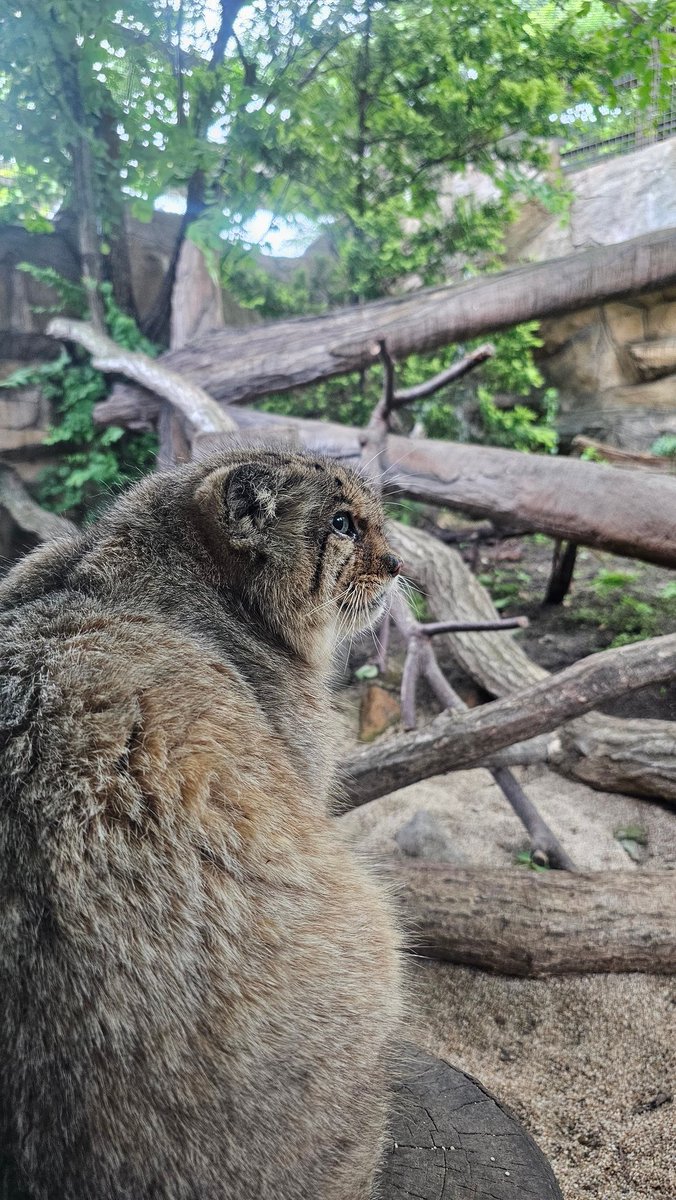 ボルくん

2025.06
#ボル #マヌルネコ  #pallasscat
#那須どうぶつ王国