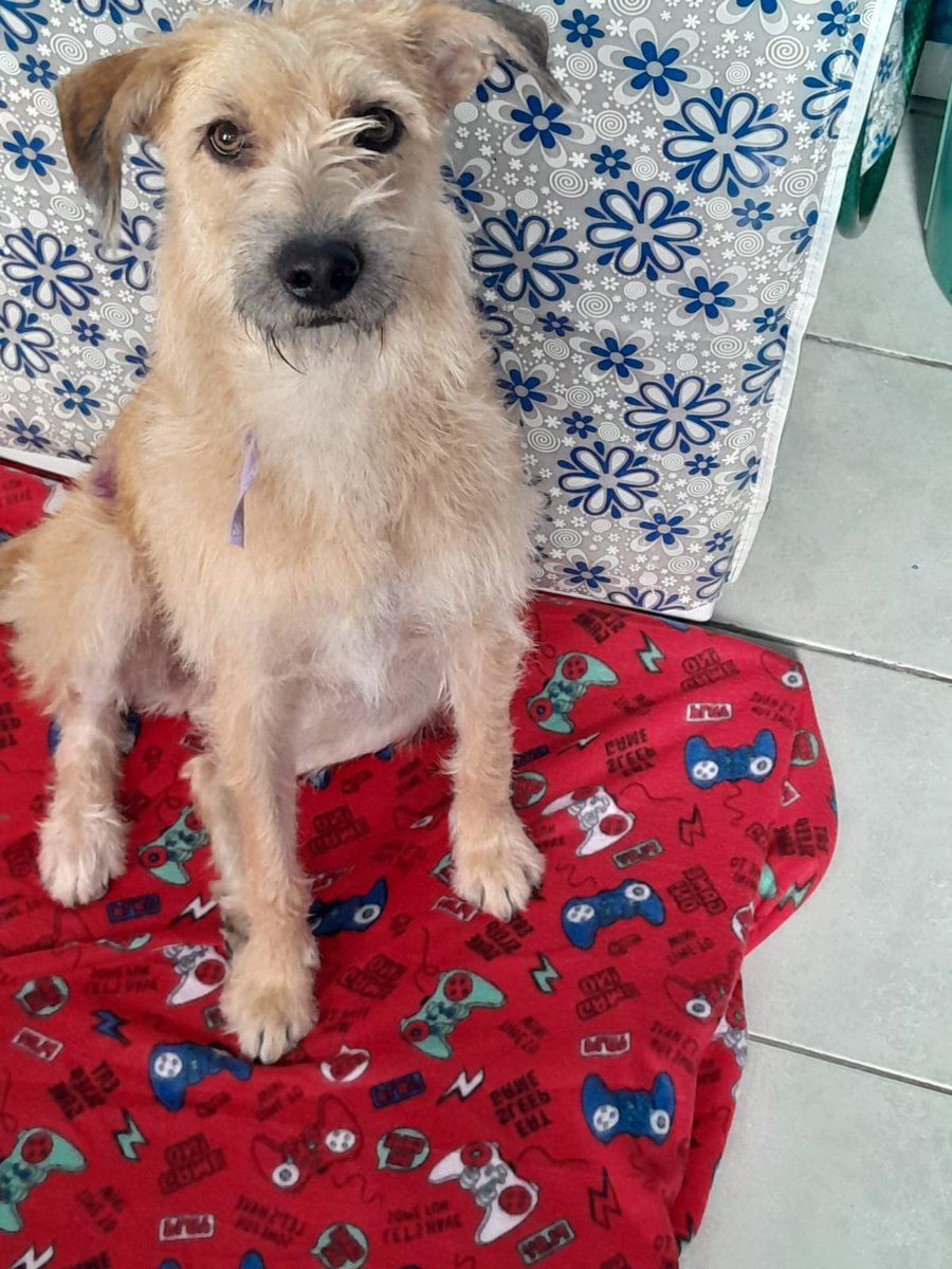 Amigos tenemos varias cosas en venta, Para seguir comprando alimento y cubrir las necesidades de los adoptables.
todas las cosas son nuevas , quizá un poco maltratado el empaque Pero en buen estado general 
Les pedimos de favor que lean con atención.
para ayudar comprando
Comenta