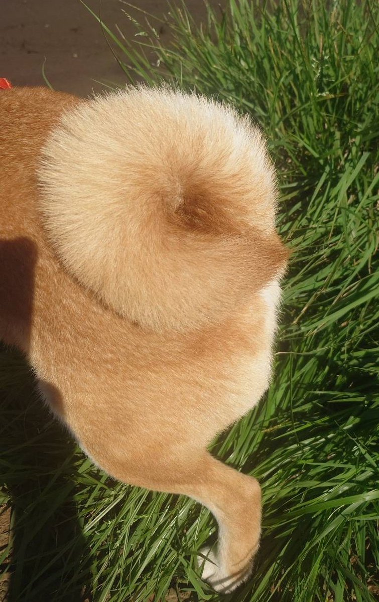 しっぽ様♡ありがとうございます♡ しっぽ