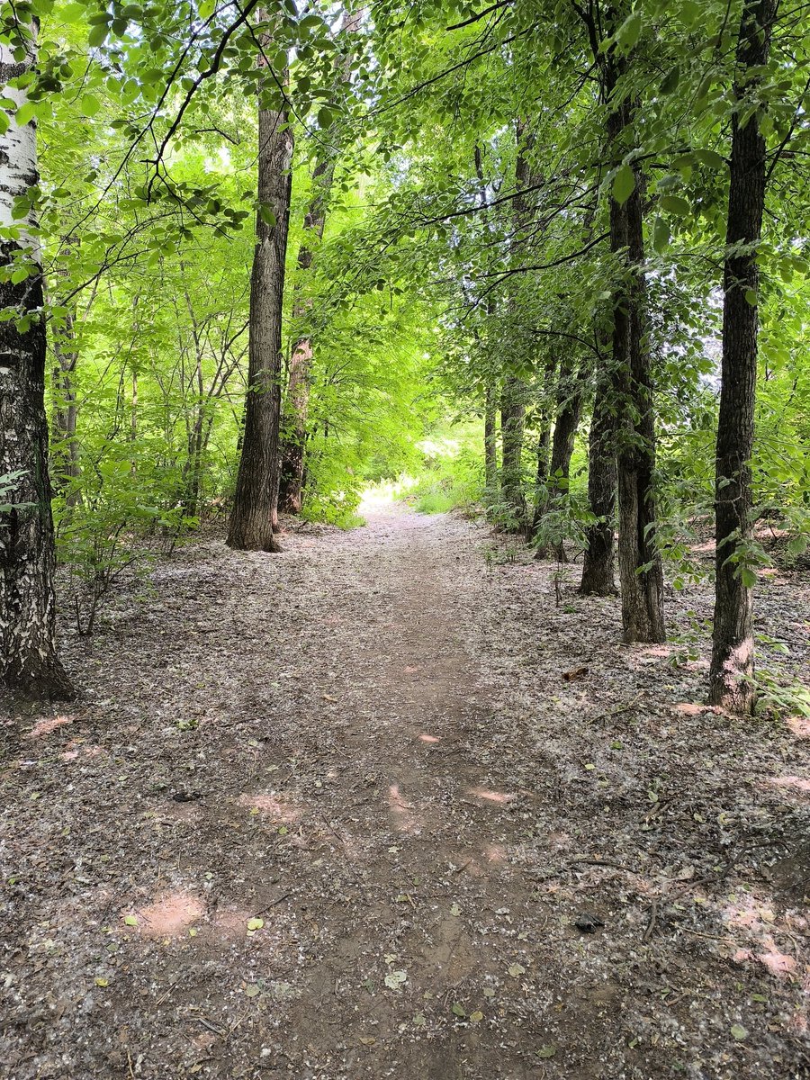 Mira Devi tweet media