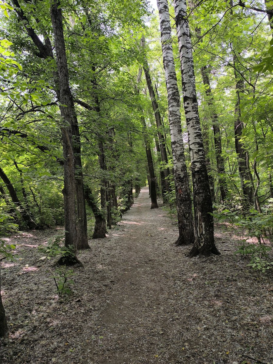 Mira Devi tweet media