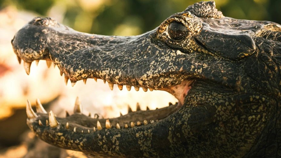 AztecaNoticias's tweet image. Un reporte a la policía de Fairfax, #Virginia, alertó por la presencia de un #caimán en un motel de la comunidad.

El dueño del animal estaba hospedado en el motel y viajaba a Carolina del Norte con el fin de llevarlo a un #zoológico

aztecanoticias.info/4lcw7JW