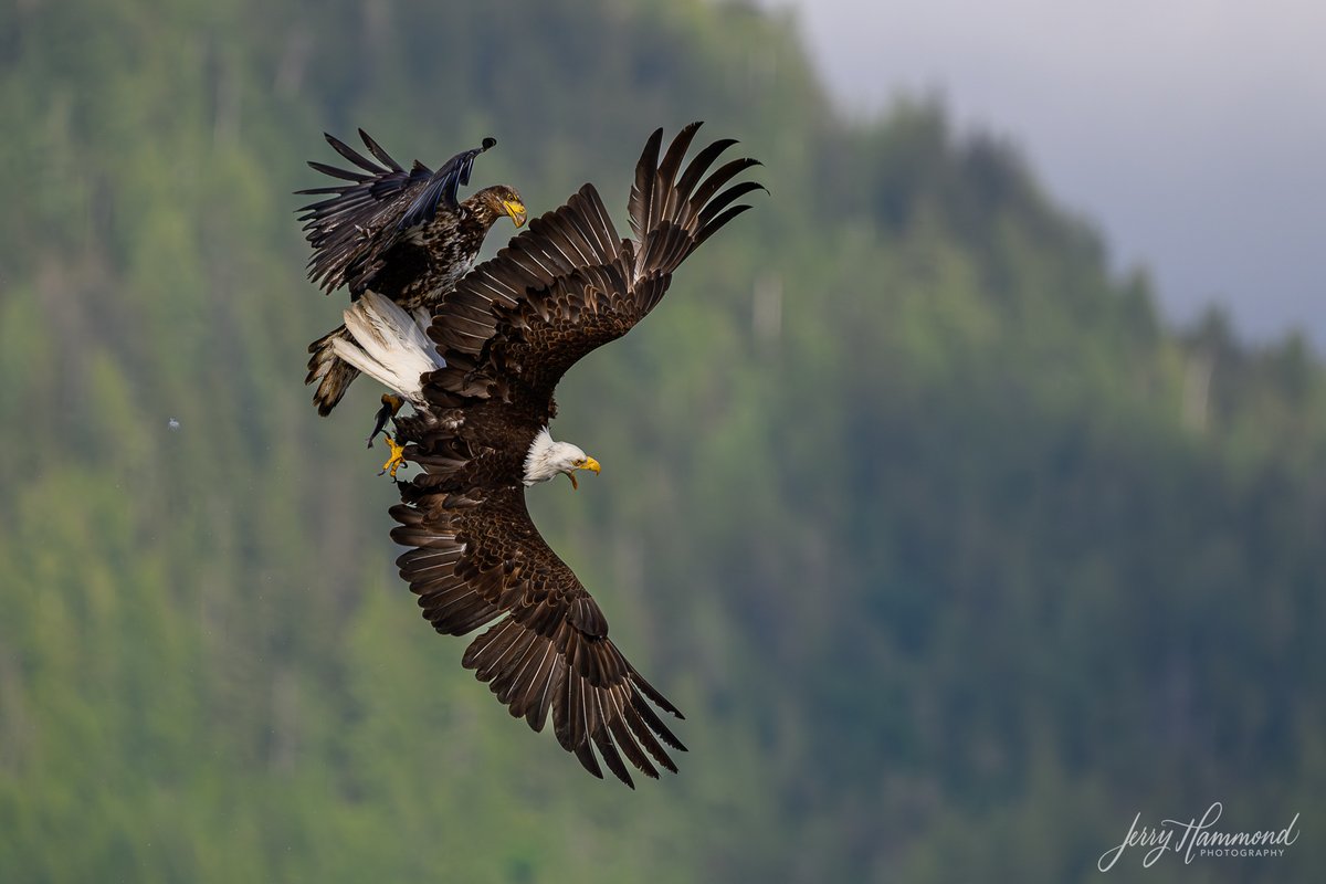 Near Stuart Island, in the Canadian Discovery Islands (east of northern Vancouver Island) eagles gather to feast on Hake fish migrating north for feeding.  The strong tidal currents in the area force them to the surface where the eagles sometimes fight over who gets the catch!