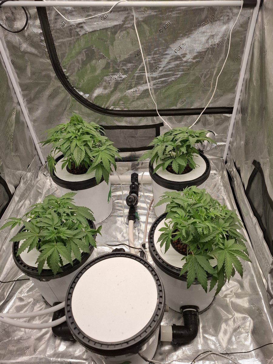 Manderin cookie v2.. Just switched into flower..