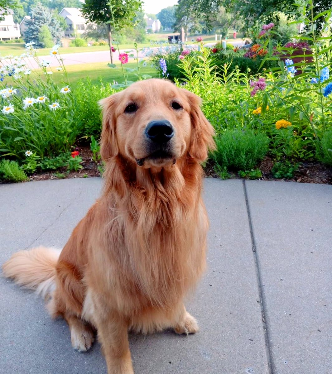Just Confirming: Gilbert the rescue dog was shot during the murder of Minnesota lawmaker Melissa Hortman. His wounds were so severe that he was euthanized. A sad, sad story all around.