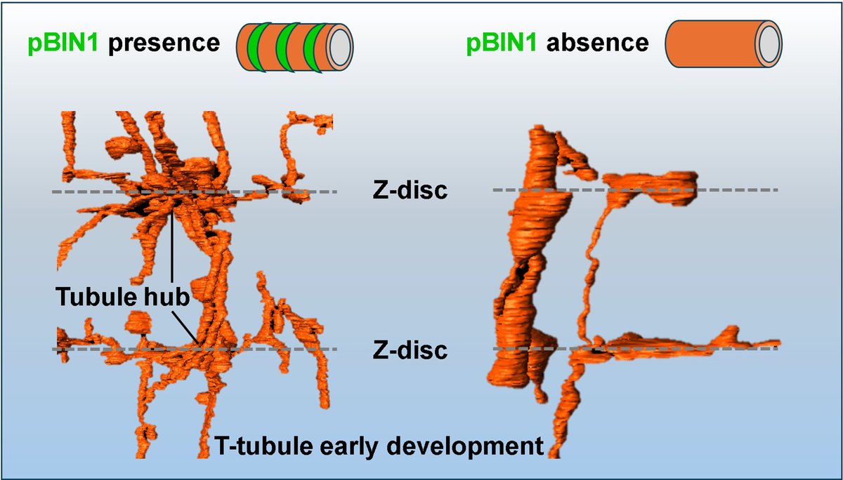 In this <a href="/CircRes/">Circulation Research</a> study, scientists explored the role of pBIN1 in early-stage morphogenesis of transverse tubules in rat #cardiomyocytes.

📚 Read the paper here: bit.ly/449KmIz
