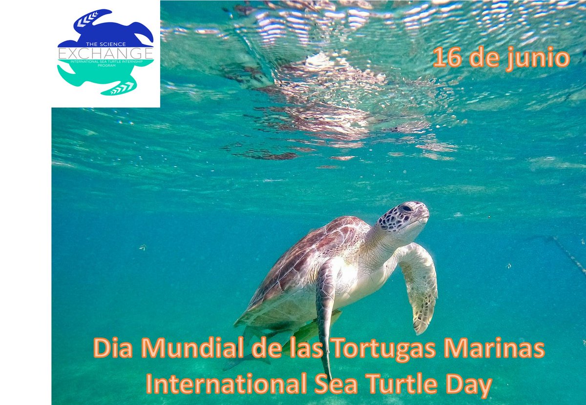 SeaTurtleIntern's tweet photo. https://t.co/3BleoFVFNZ