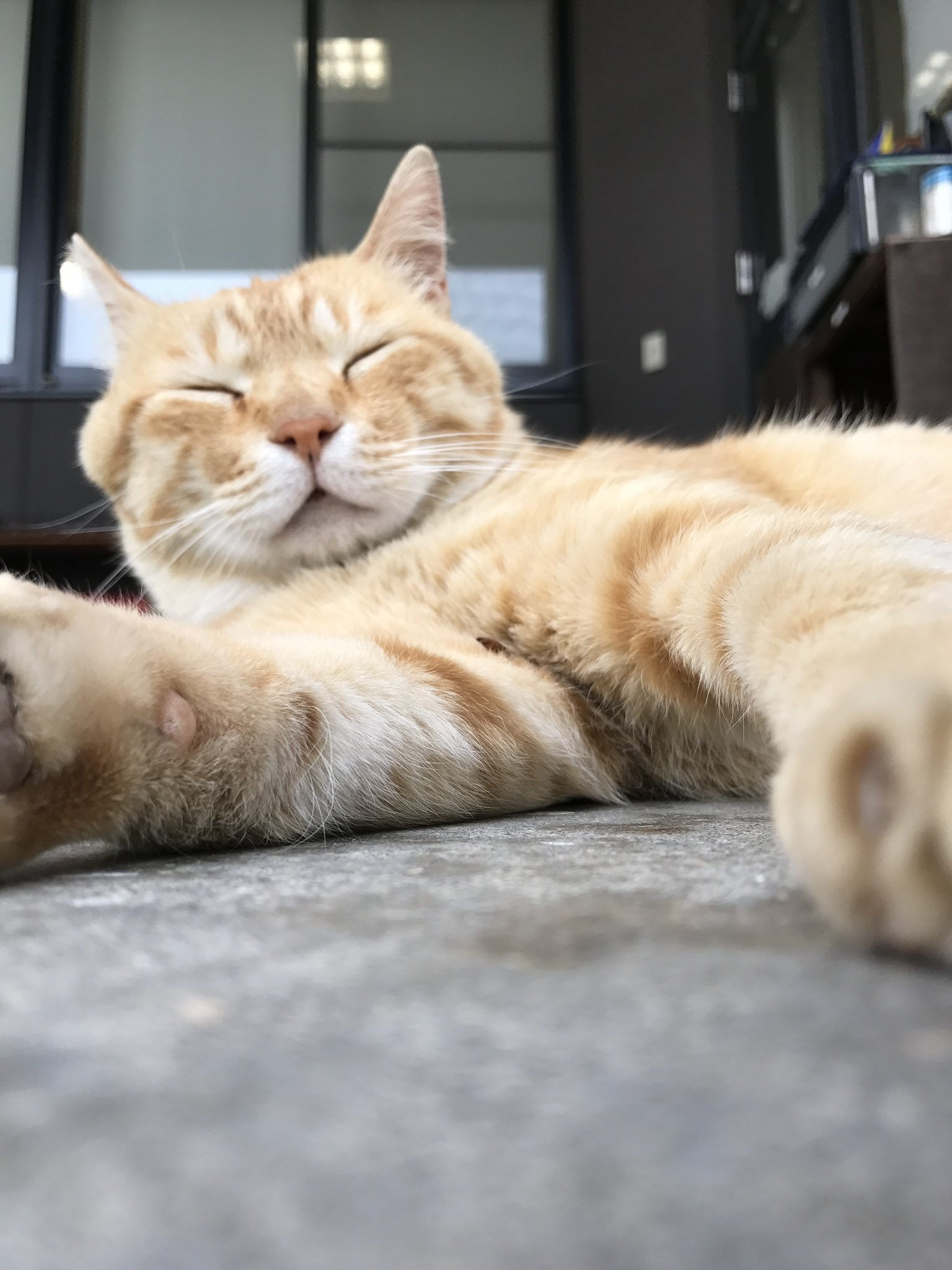 にじねこ ねこに転生したおじさん』とのコラボ雑貨が新登場