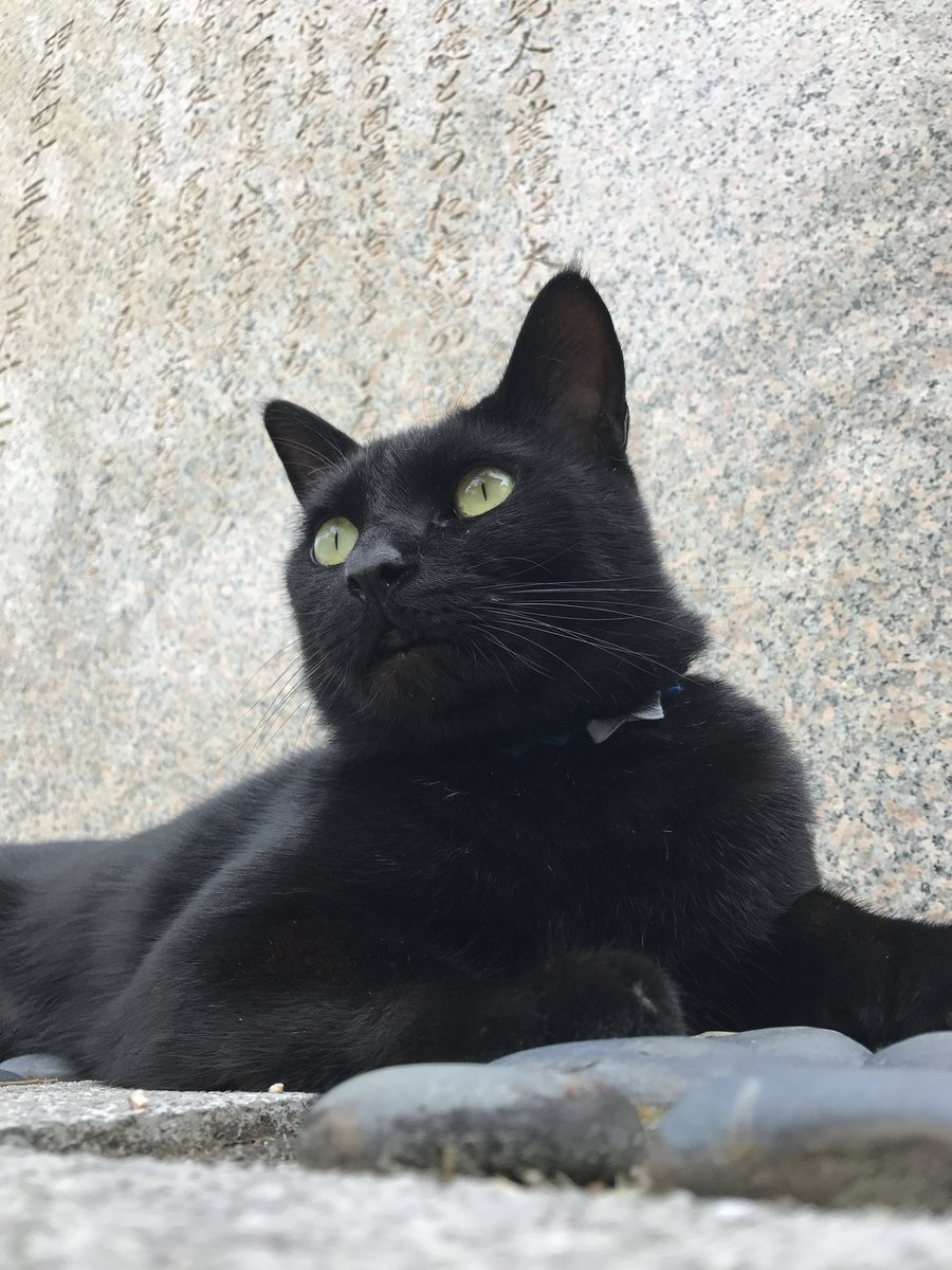 ねこ Amazon | MYZOO CYLINDER 猫用 爪とぎポール [壁付け、床置き