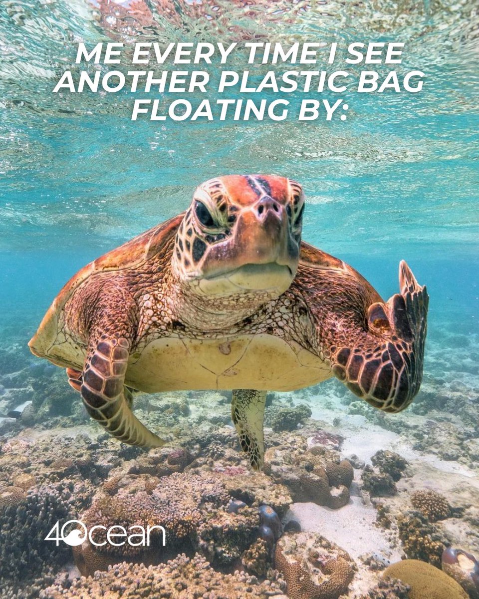 4ocean's tweet photo. Same, turtle. Same.
Plastic bags might be small, but they’re part of a much bigger problem, one that’s threatening marine life every day.
Comment "😤🐢" if you feel the same about plastic pollution!
📸: _markfitz on Instagram
#4ocean #stopsingleuse #oceanconservation #plasticpollution #savetheturtles #cleanupcrew