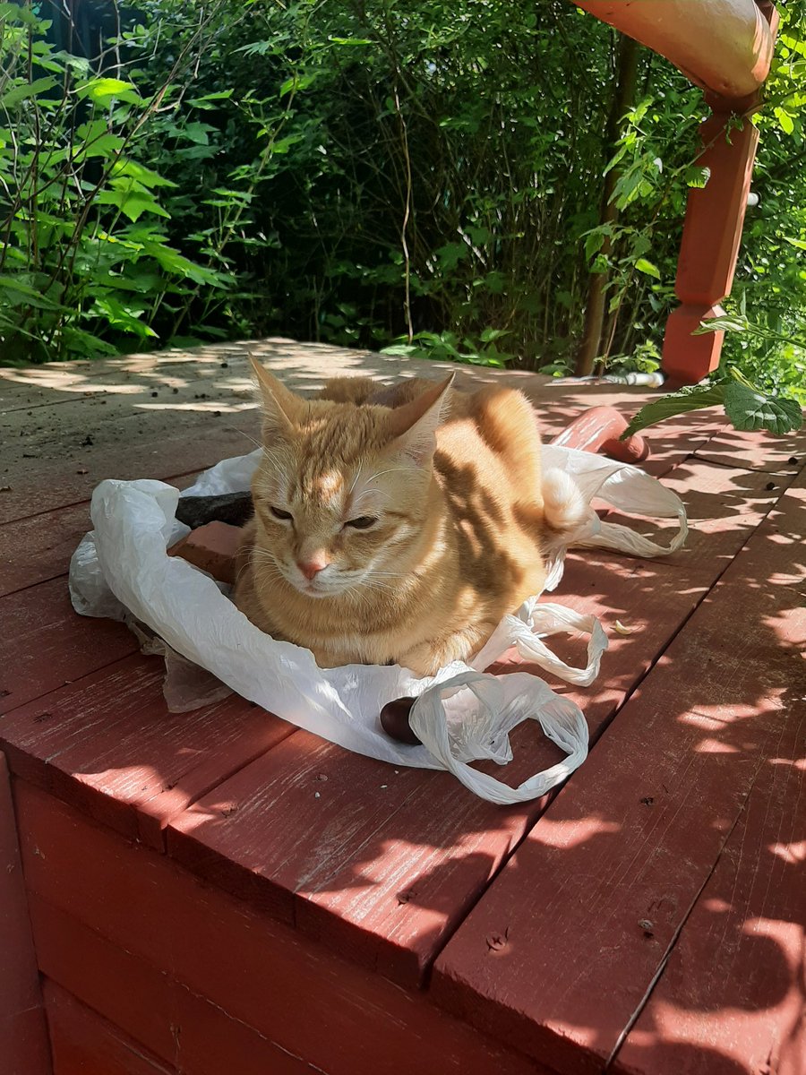 Ладно, раз уж зашёл: Сэр Рыж Ушастый официально переехал в летнюю резиденцию. Кресло официально признано сомнительным сидалищем для плебеев, а вот пакет на колодце, это, да, для аристократов