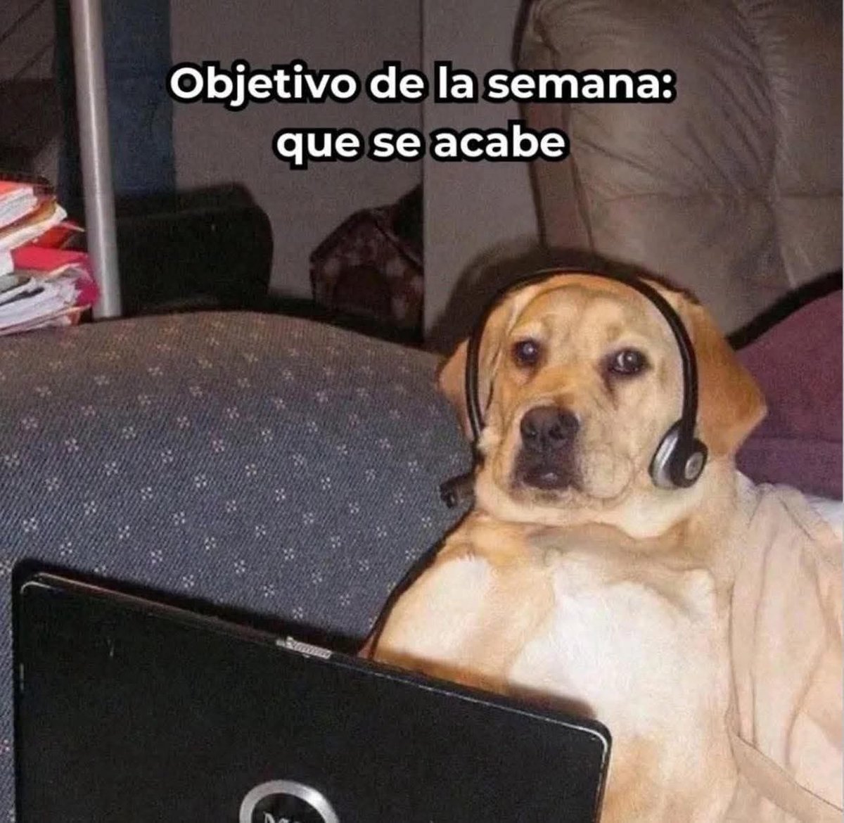 Dilo con perritos (@diloconperritos) on Twitter photo 