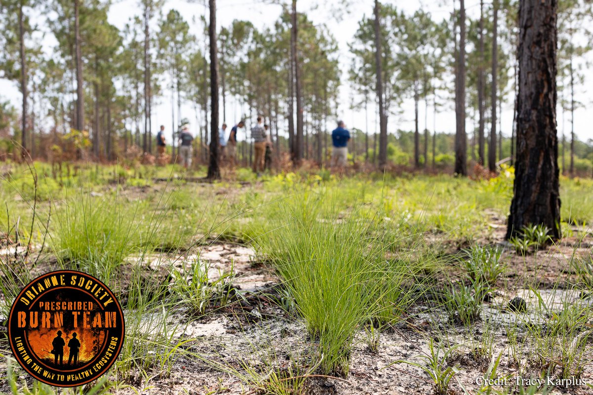 OrianneSociety's tweet photo. After the fire, the ground smolders. Then — a week later — green shoots emerge.
Wiregrass, blazing star, pitcher plants. Native plant species in the #longleafpine ecosystems aren’t just fire-tolerant, they are fire-dependent––many of them need the flames to flower and set seed. https://t.co/vV1I2OA8R7