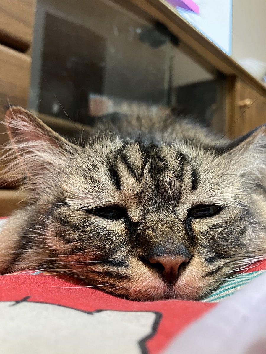 特技 退屈そうにして
        人間たちを誘う(おびき寄せる)

#猫のいる暮らし #猫写真 #愛猫 #cat #犬
#猫好きさんと繋がりたい #ねこかわいいね