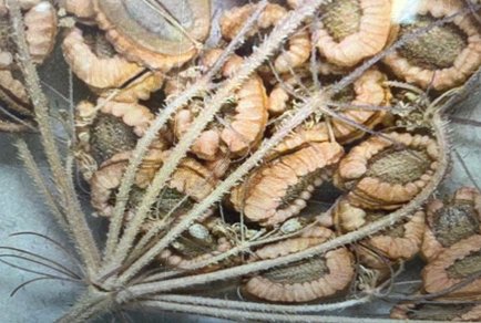 Phytotaxa's tweet photo. Taxonomic reevaluation of Pimpinella adiyamanensis and Pimpinella tunceliana (#Apiaceae)
#taxonomy
https://t.co/TPD1lGkcSh https://t.co/oeq1lHkZQT
