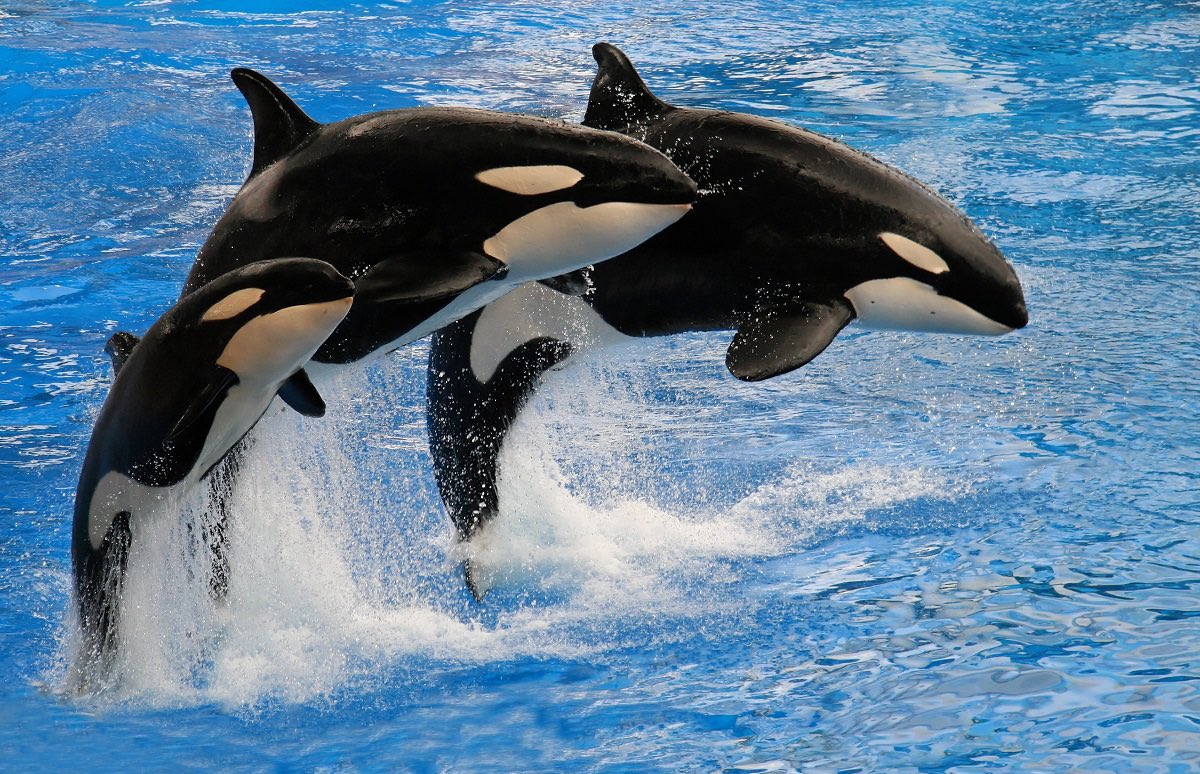 neutronsoup's tweet image. I’m putting together a team