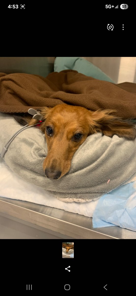 JasonandTrigger's tweet photo. My poor pup diesel had surgery today won't get her back tomorrow at the earliest she's a super sad pup https://t.co/RfdgyY708s